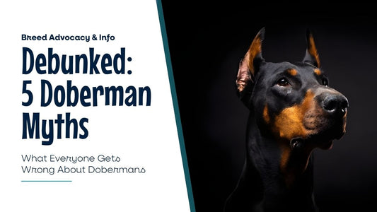 Silencing Myths: What Everyone Gets Wrong About Dobermans