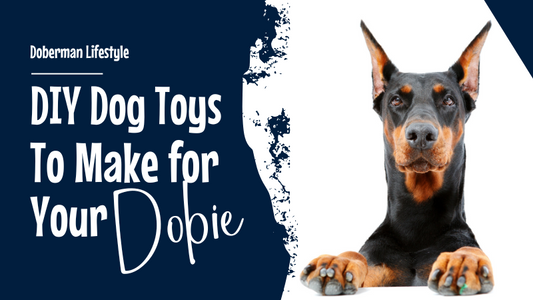 DIY Dog Toys: Week 4 - Outdoor and Activity Toys