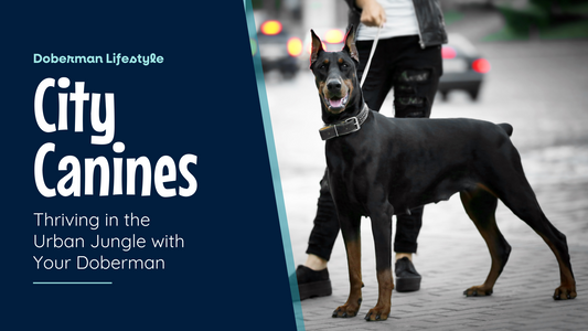 Dobermans in the City: Thriving in an Urban Jungle