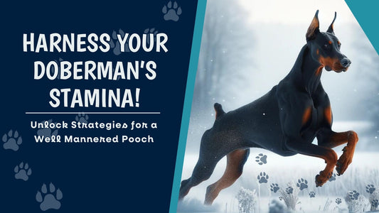 Unleashing the Power of Stamina in Dobermans 🏃‍♂️🐕