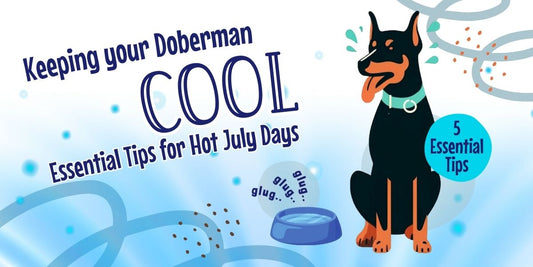 Keeping Your Doberman Cool: Essential Tips for Hot July Days