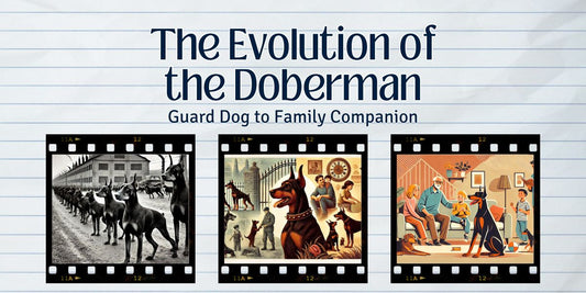 The Evolution of the Doberman: Guard Dog to Family Companion