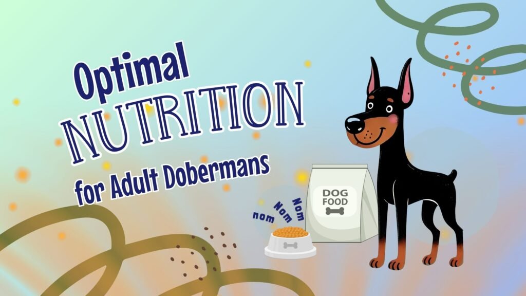 Blog banner with text that says "optimal nutrition for adult dobermans" Beside a whimsical cartoon of a doberman and a bag of dog food