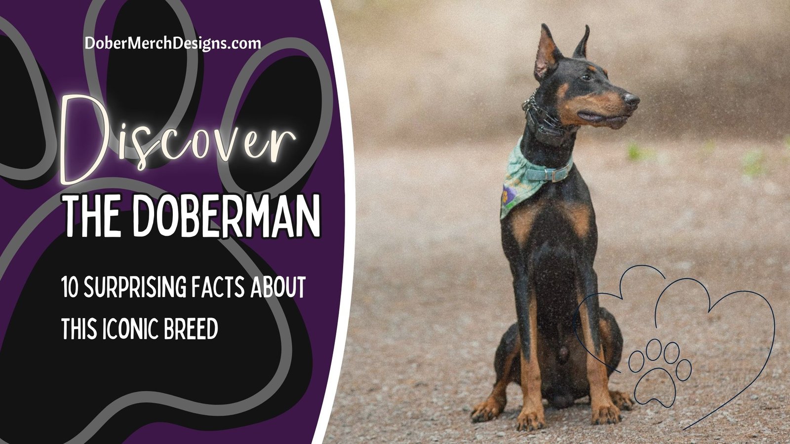 You are currently viewing 10 Fascinating Doberman Facts That May Surprise You