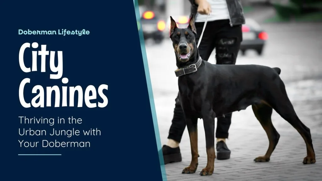 Doberman standing confidently on a city sidewalk beside their owner, capturing the essence of urban life for dog owners. The text reads 'Doberman Lifestyle - City Canines: Thriving in the Urban Jungle with Your Doberman,' emphasizing tips for Doberman owners navigating city living with their pets.
