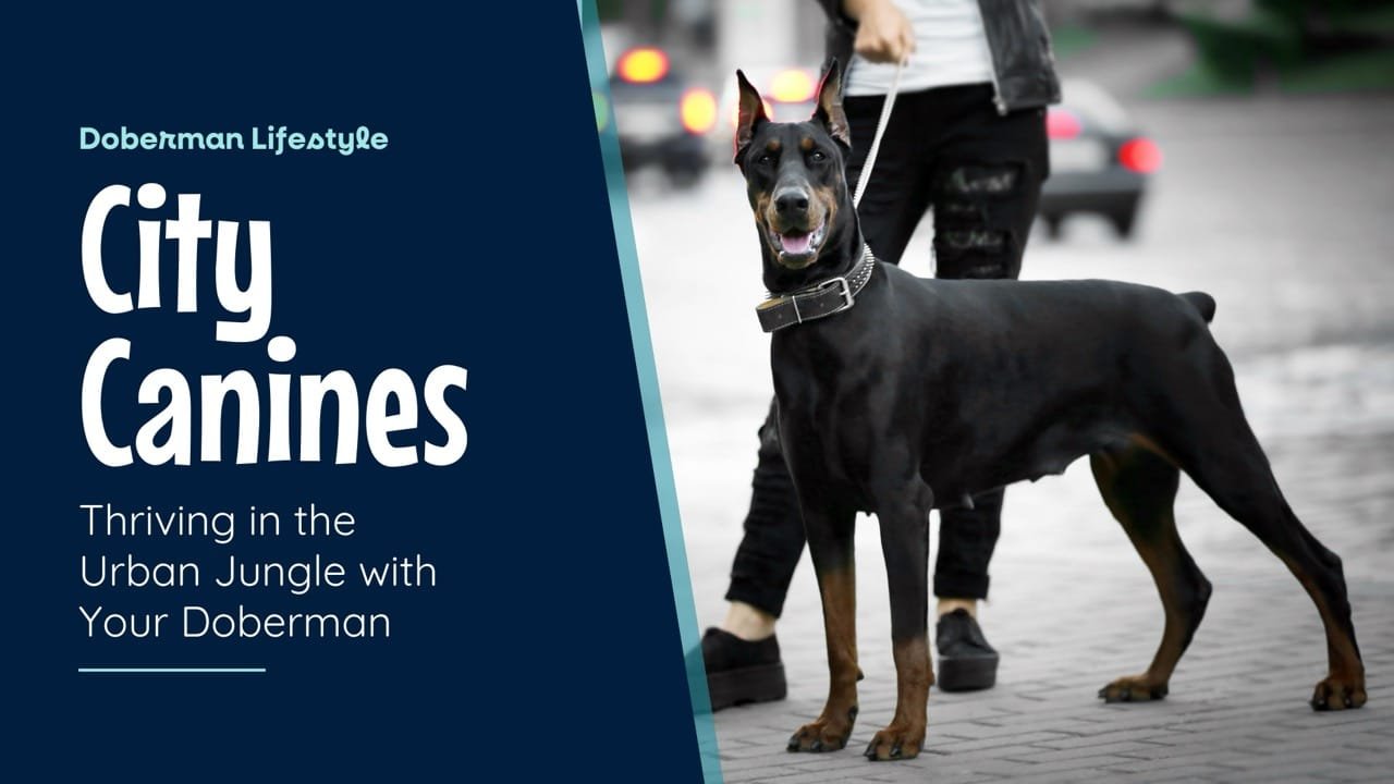 You are currently viewing Dobermans in the City: Thriving in an Urban Jungle