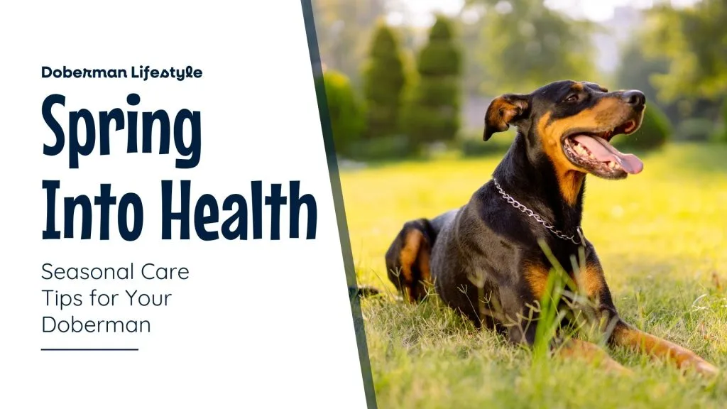 Doberman lounging in a sunny park with a joyful expression, representing the arrival of spring. The text reads 'Doberman Lifestyle - Spring Into Health: Seasonal Care Tips for Your Doberman,' highlighting tips for keeping Dobermans healthy and happy during spring.