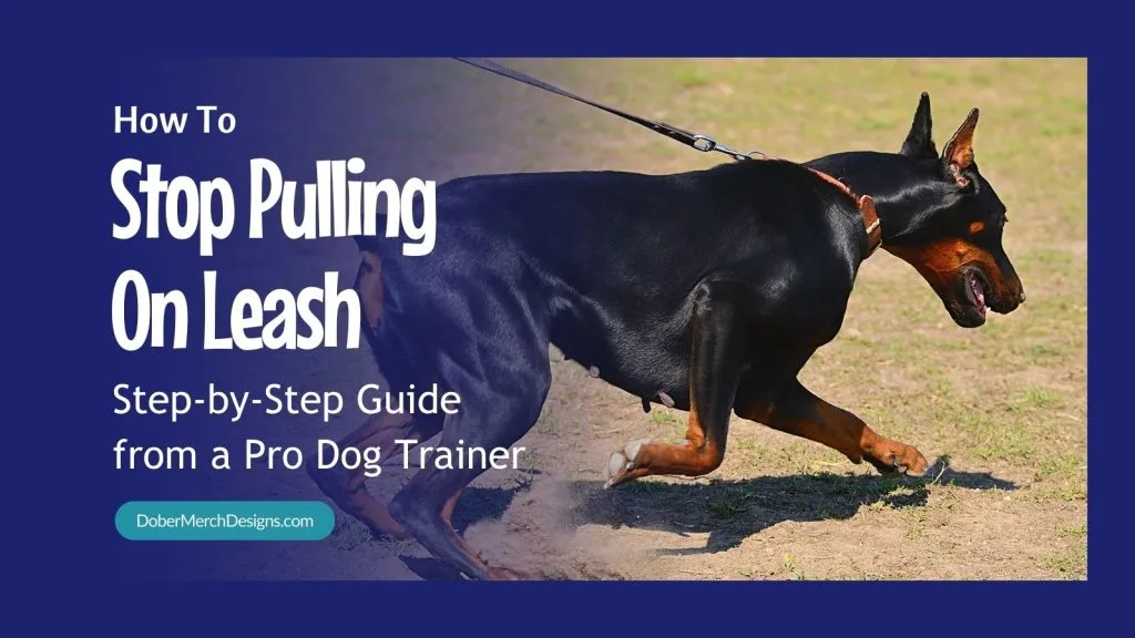 Doberman pulling on a leash outdoors, with a blog title overlay that reads 'How To Stop Pulling On Leash - Step-by-Step Guide from a Pro Dog Trainer' from DoberMerch Designs.