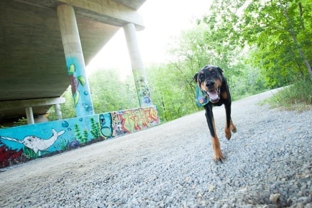 You are currently viewing Understanding the Doberman Personality: Insights from 12 Years of Experience