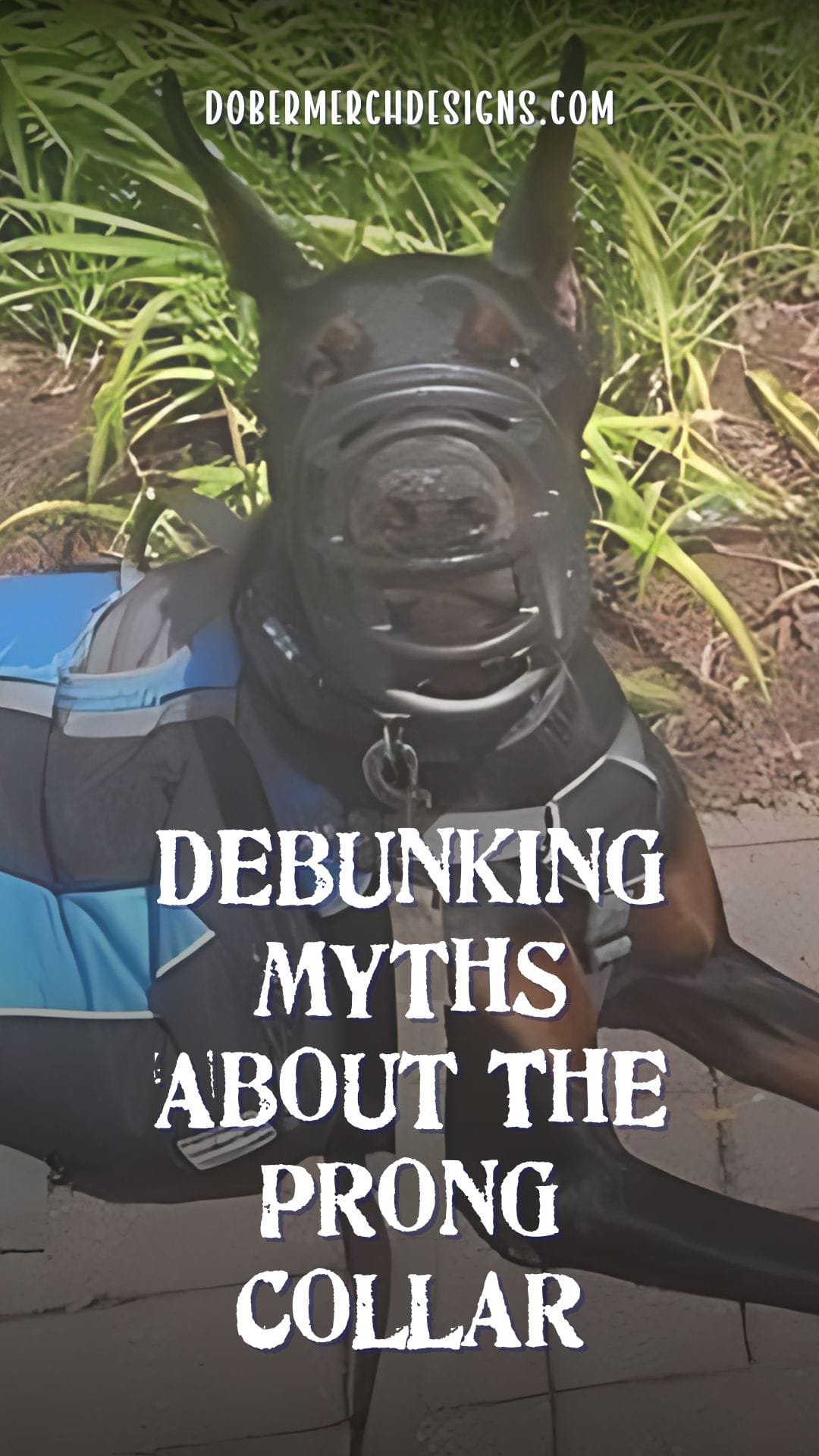 You are currently viewing Unwrapping Prong Collar Benefits: Debunking Myths and Setting the Record Straight