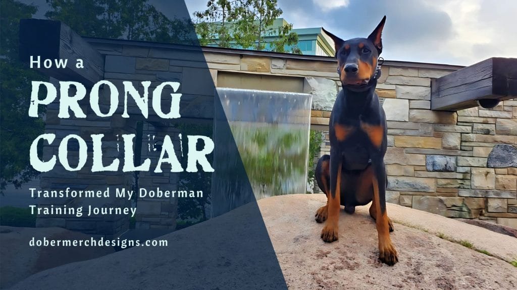 Blog Image with article title on the left, with the author's Doberman, Dante, on the right. Dante is sitting nicely on a gigantic boulder in front of a water feature.