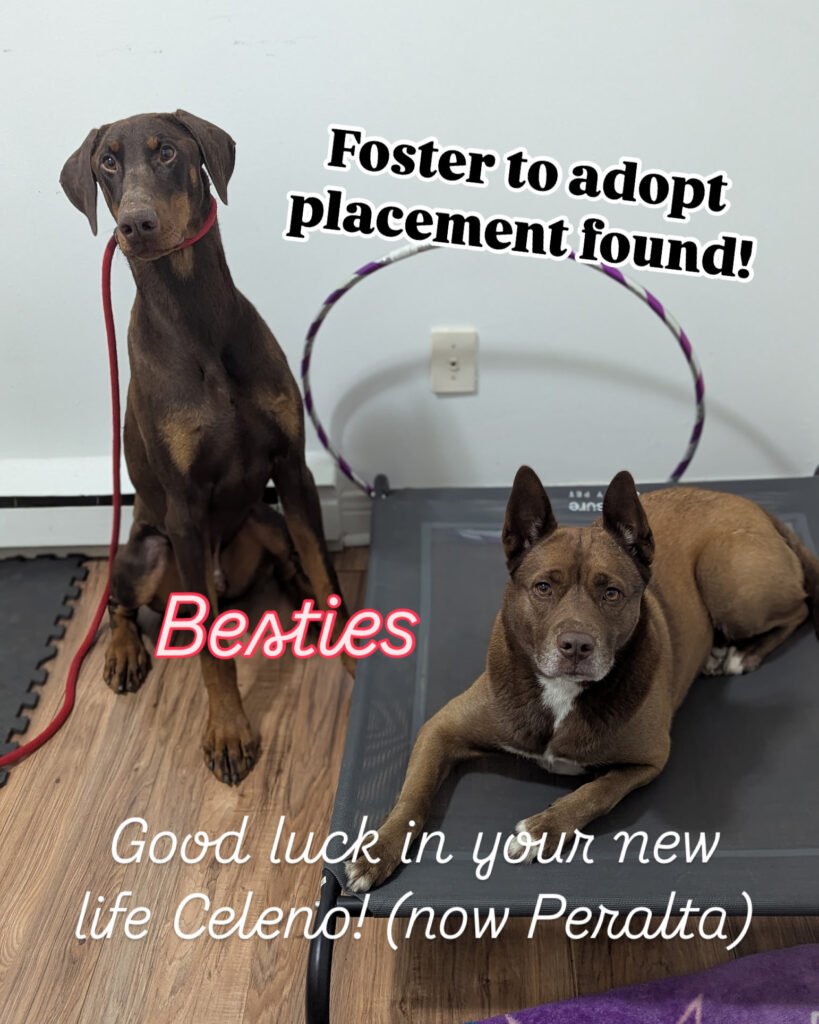 Rescued Doberman Celeno (now Peralta) sits beside his new best friend Kya on a training platform. Text on image reads: ‘Foster to adopt placement found! Besties. Good luck in your new life Celeno! (now Peralta)’