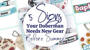 Read more about the article 5 Signs Your Doberman Needs a New Collar, Leash, or ID Tag Before Summer Hits