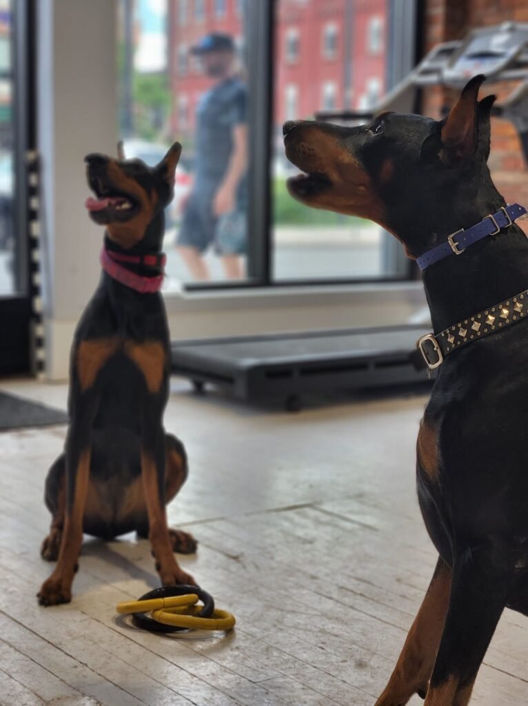 Two black and rust Dobermans holding calm, focused sit commands in an indoor training facility. The dog in the foreground sits patiently next to a yellow toy ring on the floor, demonstrating the strict impulse control and boundaries needed for high-drive working breeds.