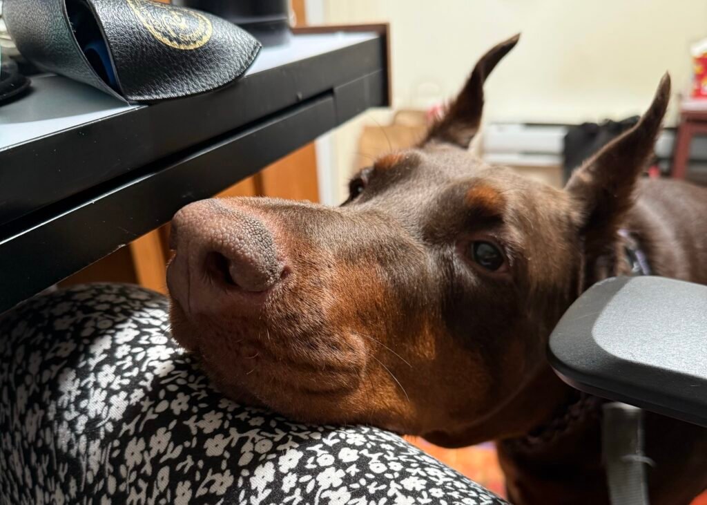 A red and rust Doberman Pinscher foster dog named Prada resting her head on her owner's lap while they eat lunch.