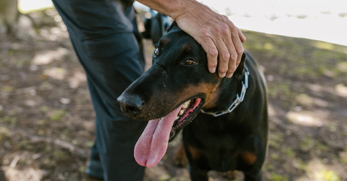 A close-up view of a black Doberman being petted by its owner in a sunny outdoor setting.
